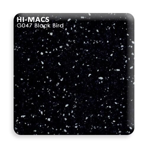 G047 Black Bird